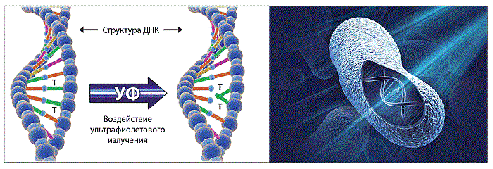 Принцип действия ультрафиолета на живые микроорганизмы